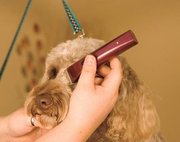 wahl mini dog clippers