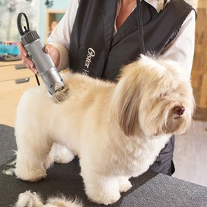 oster dog grooming clippers