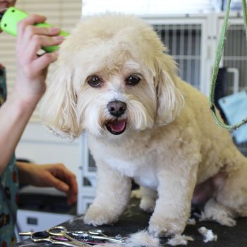 Grooming Your Dog