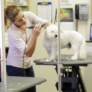 Dog Grooming